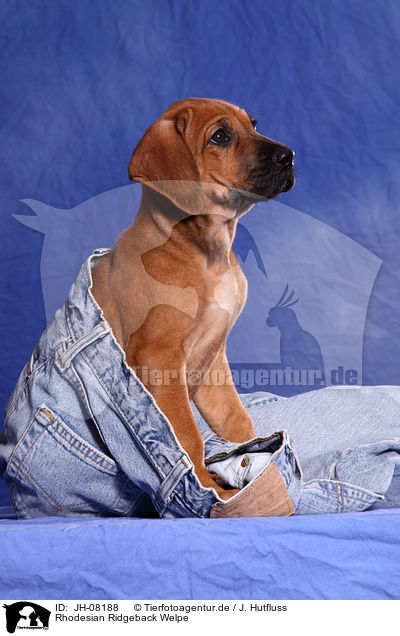 Rhodesian Ridgeback Welpe / Rhodesian Ridgeback Puppy / JH-08188