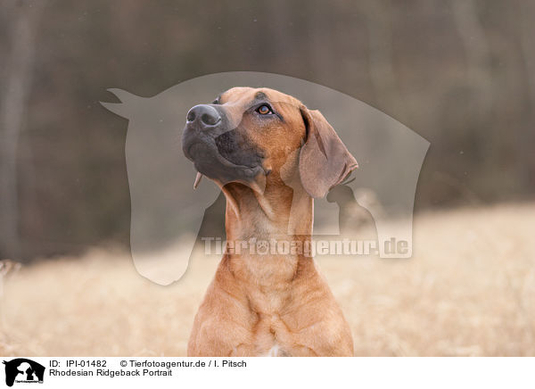 Rhodesian Ridgeback Portrait / Rhodesian Ridgeback Portrait / IPI-01482