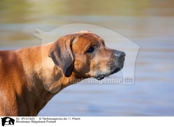 Rhodesian Ridgeback Portrait / Rhodesian Ridgeback Portrait / IPI-01924