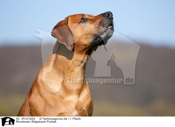 Rhodesian Ridgeback Portrait / Rhodesian Ridgeback Portrait / IPI-01929