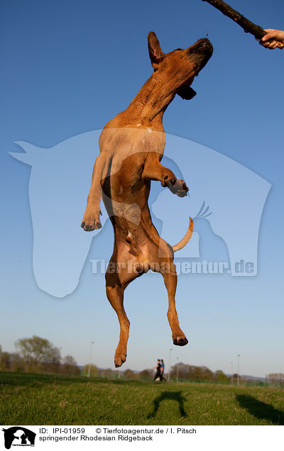 springender Rhodesian Ridgeback / jumping Rhodesian Ridgeback / IPI-01959