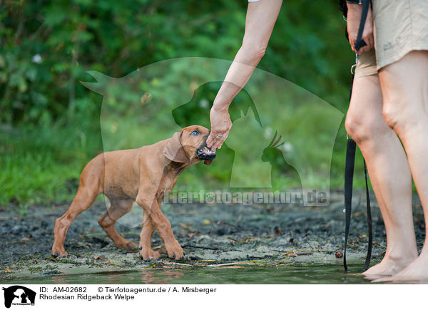 Rhodesian Ridgeback Welpe / Rhodesian Ridgeback Puppy / AM-02682