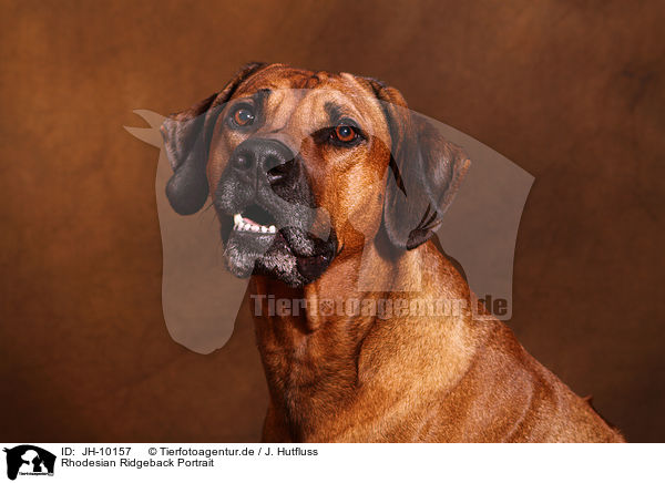 Rhodesian Ridgeback Portrait / Rhodesian Ridgeback Portrait / JH-10157