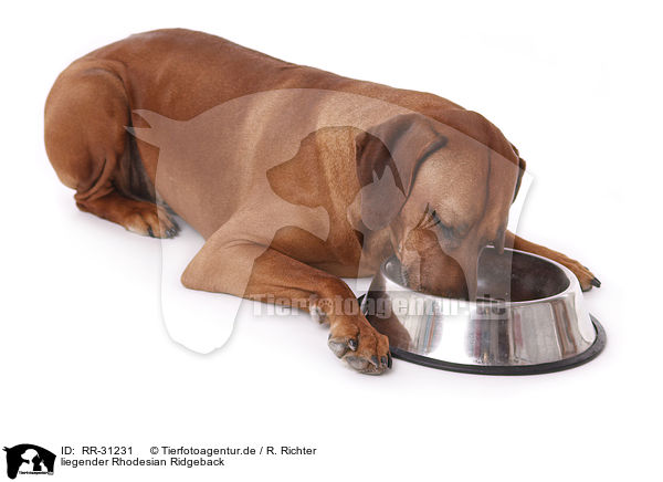 liegender Rhodesian Ridgeback / lying Rhodesian Ridgeback / RR-31231