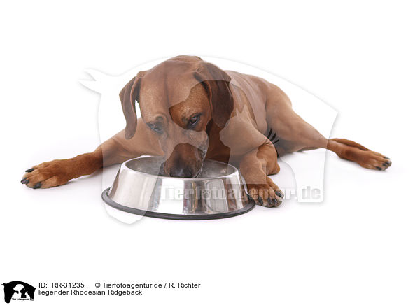 liegender Rhodesian Ridgeback / lying Rhodesian Ridgeback / RR-31235