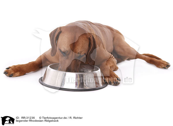 liegender Rhodesian Ridgeback / lying Rhodesian Ridgeback / RR-31236