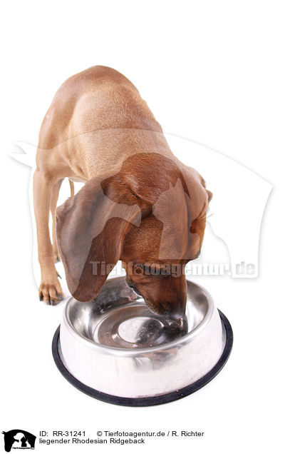 liegender Rhodesian Ridgeback / lying Rhodesian Ridgeback / RR-31241