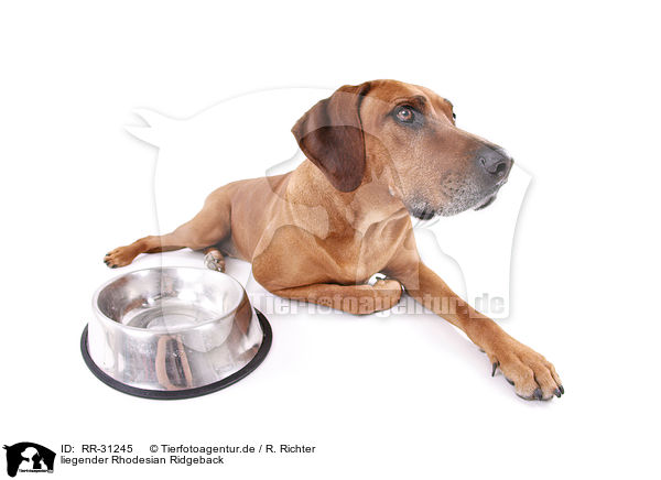 liegender Rhodesian Ridgeback / lying Rhodesian Ridgeback / RR-31245