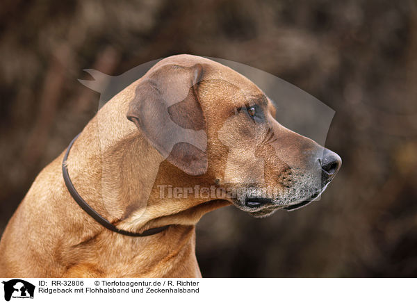 Ridgeback mit Flohhalsband und Zeckenhalsband / Ridgeback with flea collar / RR-32806