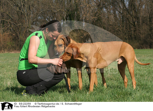 Frau fttert Rhodesian Ridgebacks / woman feeds Rhodesian Ridgebacks / SS-22259