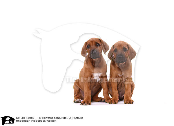 Rhodesian Ridgeback Welpen / Rhodesian Ridgeback Puppies / JH-13088