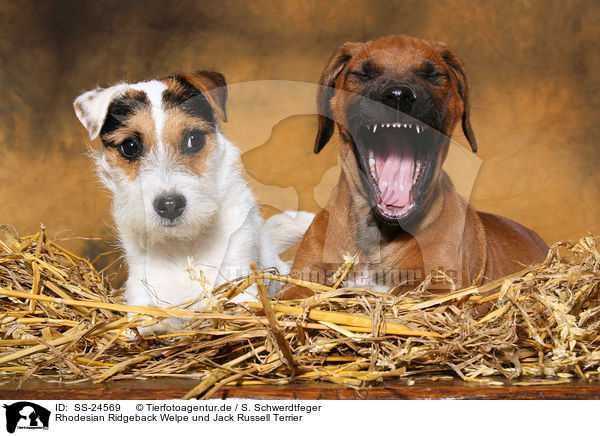 Rhodesian Ridgeback Welpe und Jack Russell Terrier / SS-24569