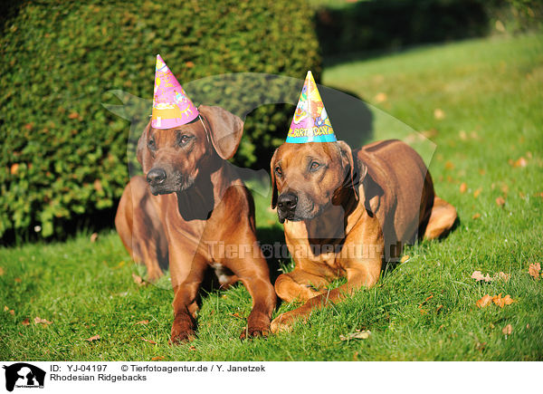 Rhodesian Ridgebacks / Rhodesian Ridgebacks / YJ-04197