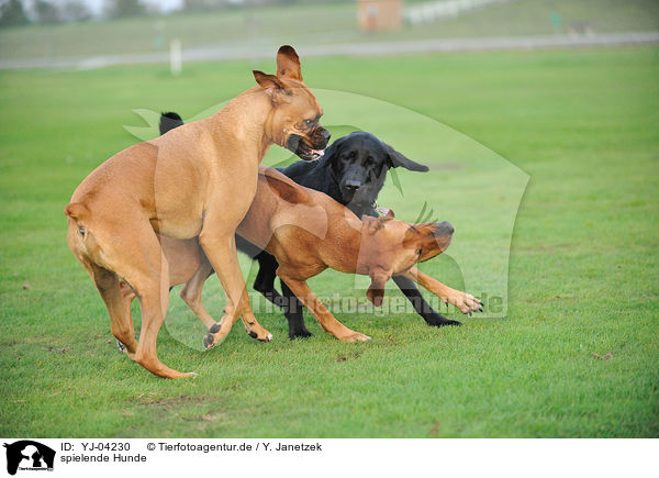 spielende Hunde / playing dogs / YJ-04230