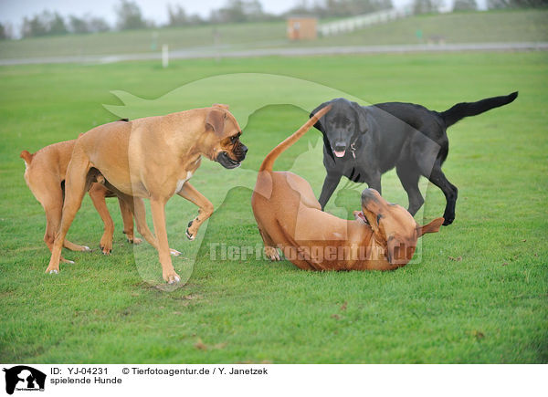 spielende Hunde / playing dogs / YJ-04231