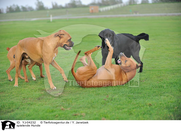 spielende Hunde / playing dogs / YJ-04232