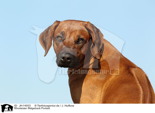 Rhodesian Ridgeback Portrait / Rhodesian Ridgeback Portrait / JH-14933