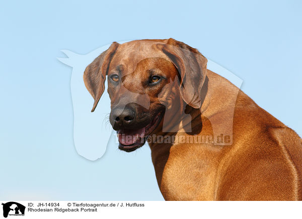 Rhodesian Ridgeback Portrait / Rhodesian Ridgeback Portrait / JH-14934