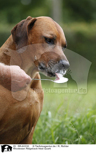 Rhodesian Ridgeback frisst Quark / Rhodesian Ridgeback eats curd / RR-44330