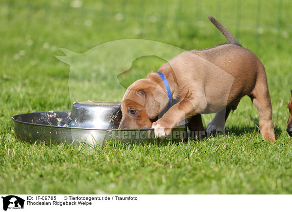 Rhodesian Ridgeback Welpe / Rhodesian Ridgeback Puppy / IF-09785