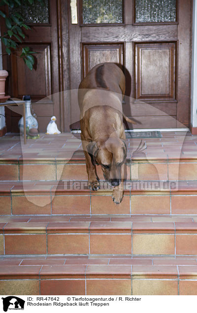 Rhodesian Ridgeback luft Treppen / Rhodesian Ridgeback / RR-47642