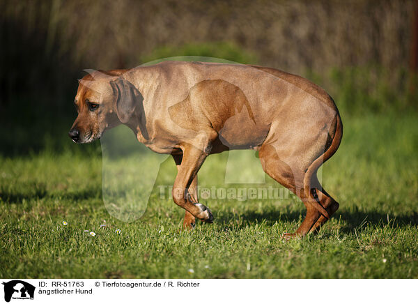 ngstlicher Hund / Rhodesian Ridgeback / RR-51763
