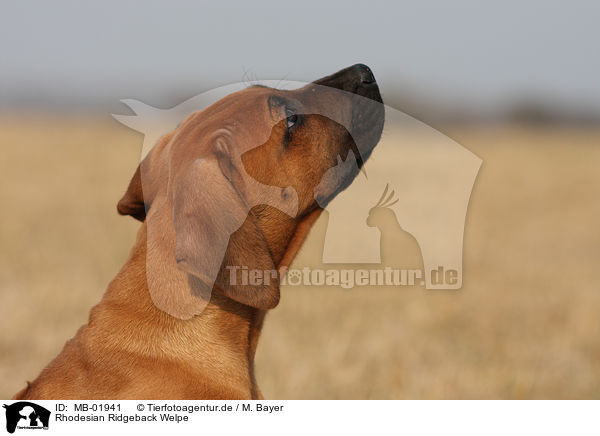 Rhodesian Ridgeback Welpe / Rhodesian Ridgeback Puppy / MB-01941