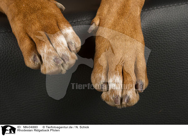 Rhodesian Ridgeback Pfoten / Rhodesian Ridgeback paws / NN-04880