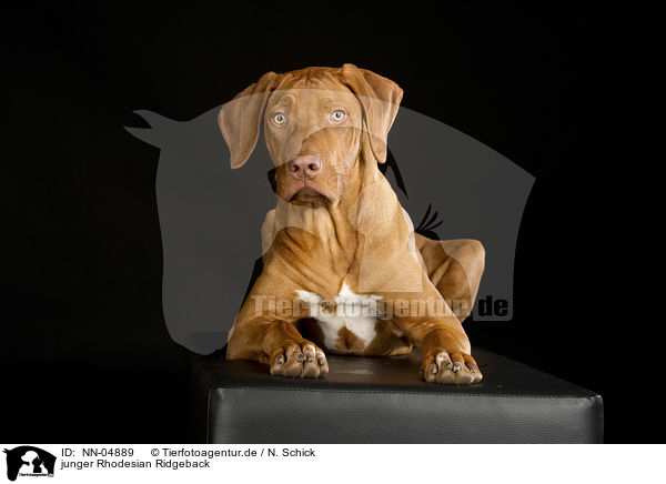 junger Rhodesian Ridgeback / young Rhodesian Ridgeback / NN-04889