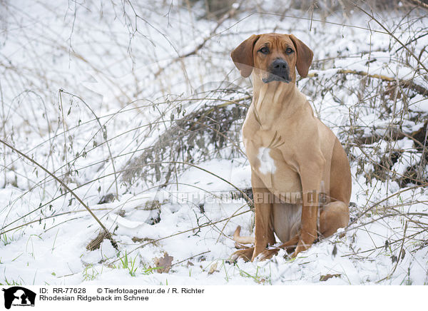 Rhodesian Ridgeback im Schnee / Rhodesian Ridgeback in snow / RR-77628