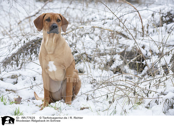 Rhodesian Ridgeback im Schnee / Rhodesian Ridgeback in snow / RR-77629