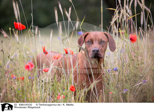 Rhodesian Ridgeback / KMI-04530