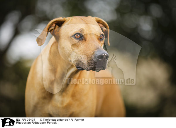 Rhodesian Ridgeback Portrait / Rhodesian Ridgeback Portrait / RR-95437