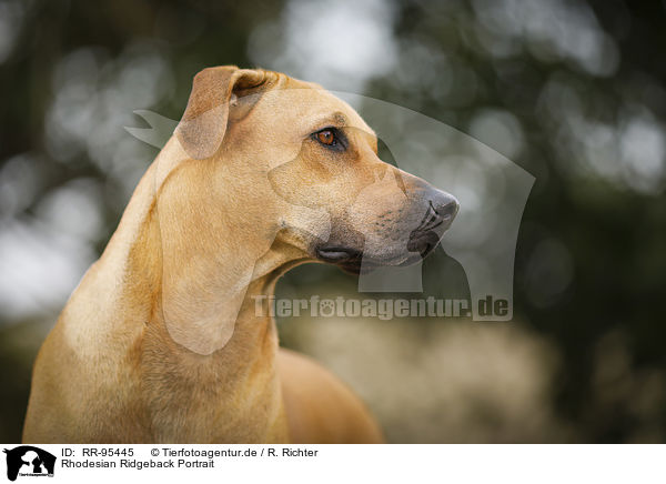 Rhodesian Ridgeback Portrait / Rhodesian Ridgeback Portrait / RR-95445