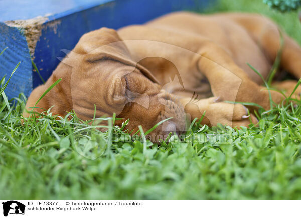 schlafender Ridgeback Welpe / sleeping Ridgeback Puppy / IF-13377