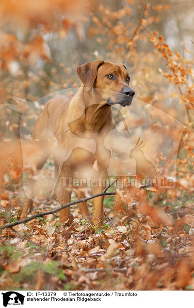 stehender Rhodesian RIdgeback / standing Rhodesian RIdgeback / IF-13379