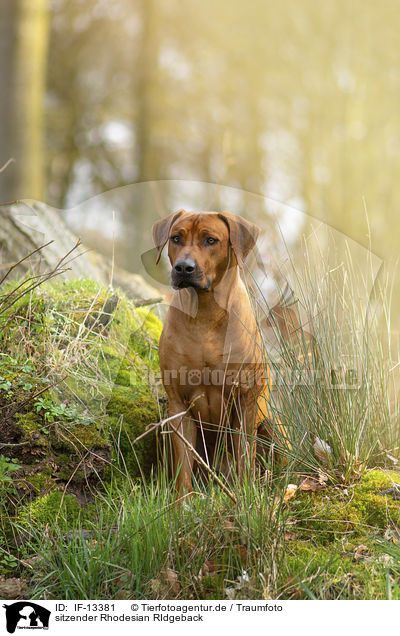 sitzender Rhodesian RIdgeback / sitting Rhodesian RIdgeback / IF-13381