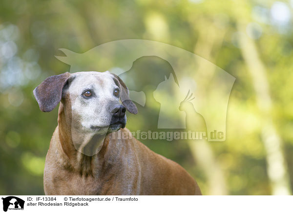 alter Rhodesian RIdgeback / old Rhodesian RIdgeback / IF-13384