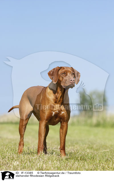 stehender Rhodesian RIdgeback / standing Rhodesian RIdgeback / IF-13385