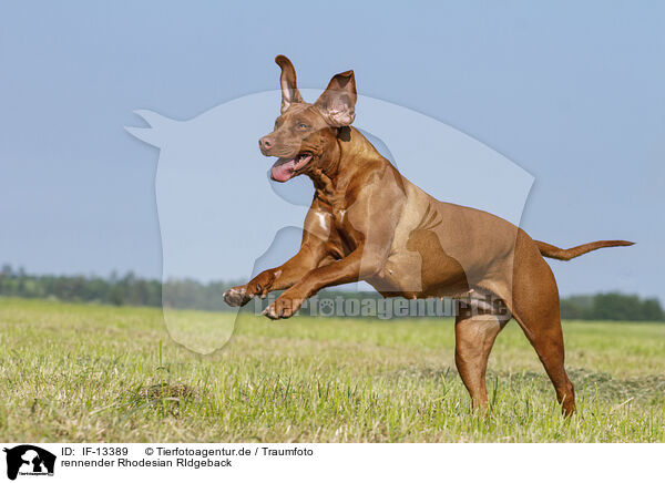 rennender Rhodesian RIdgeback / running Rhodesian RIdgeback / IF-13389