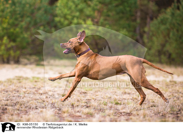 rennender Rhodesian Ridgeback / running Rhodesian Ridgeback / KMI-05150