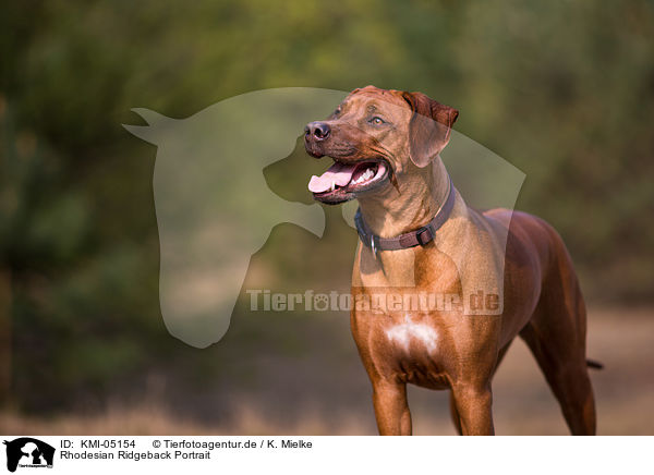 Rhodesian Ridgeback Portrait / Rhodesian Ridgeback Portrait / KMI-05154