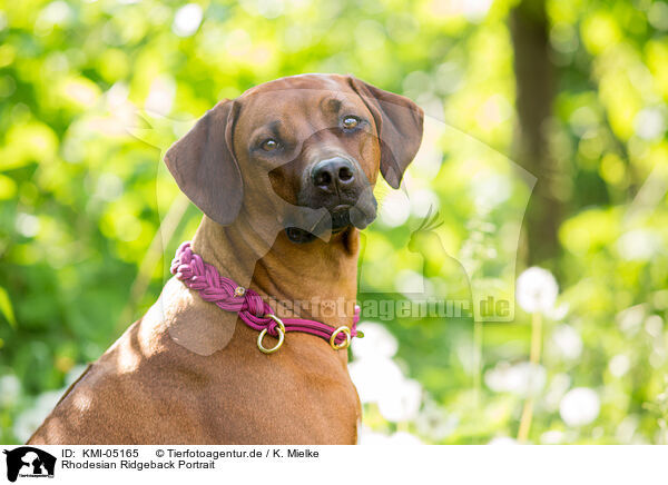 Rhodesian Ridgeback Portrait / Rhodesian Ridgeback Portrait / KMI-05165