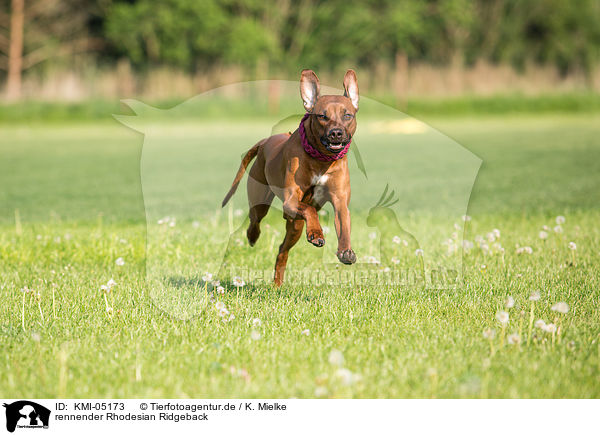 rennender Rhodesian Ridgeback / running Rhodesian Ridgeback / KMI-05173