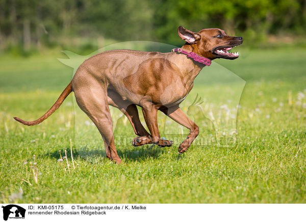 rennender Rhodesian Ridgeback / running Rhodesian Ridgeback / KMI-05175