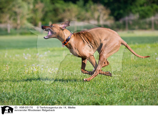 rennender Rhodesian Ridgeback / running Rhodesian Ridgeback / KMI-05176