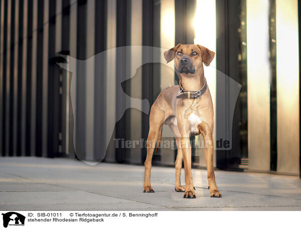 stehender Rhodesian Ridgeback / standing Rhodesian Ridgeback / SIB-01011