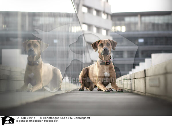 liegender Rhodesian Ridgeback / lying Rhodesian Ridgeback / SIB-01016