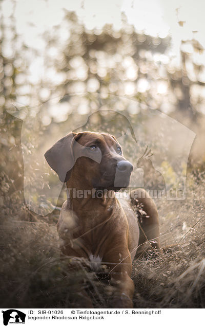 liegender Rhodesian Ridgeback / lying Rhodesian Ridgeback / SIB-01026