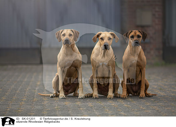 sitzende Rhodesian Ridgebacks / sitting Rhodesian Ridgebacks / SK-01201